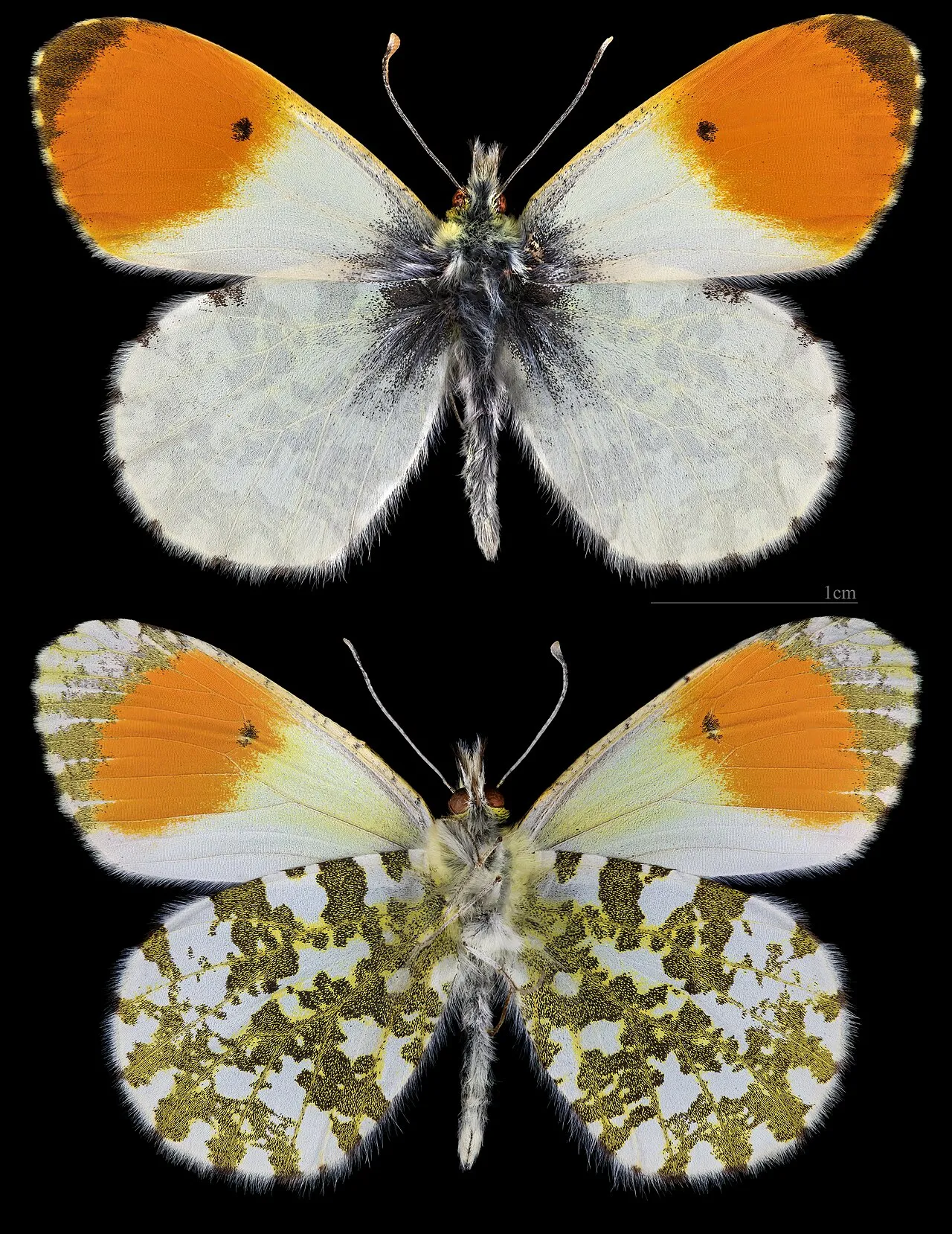 Orange tip (Anthocharis cardamines), a species in the family Pieridae.