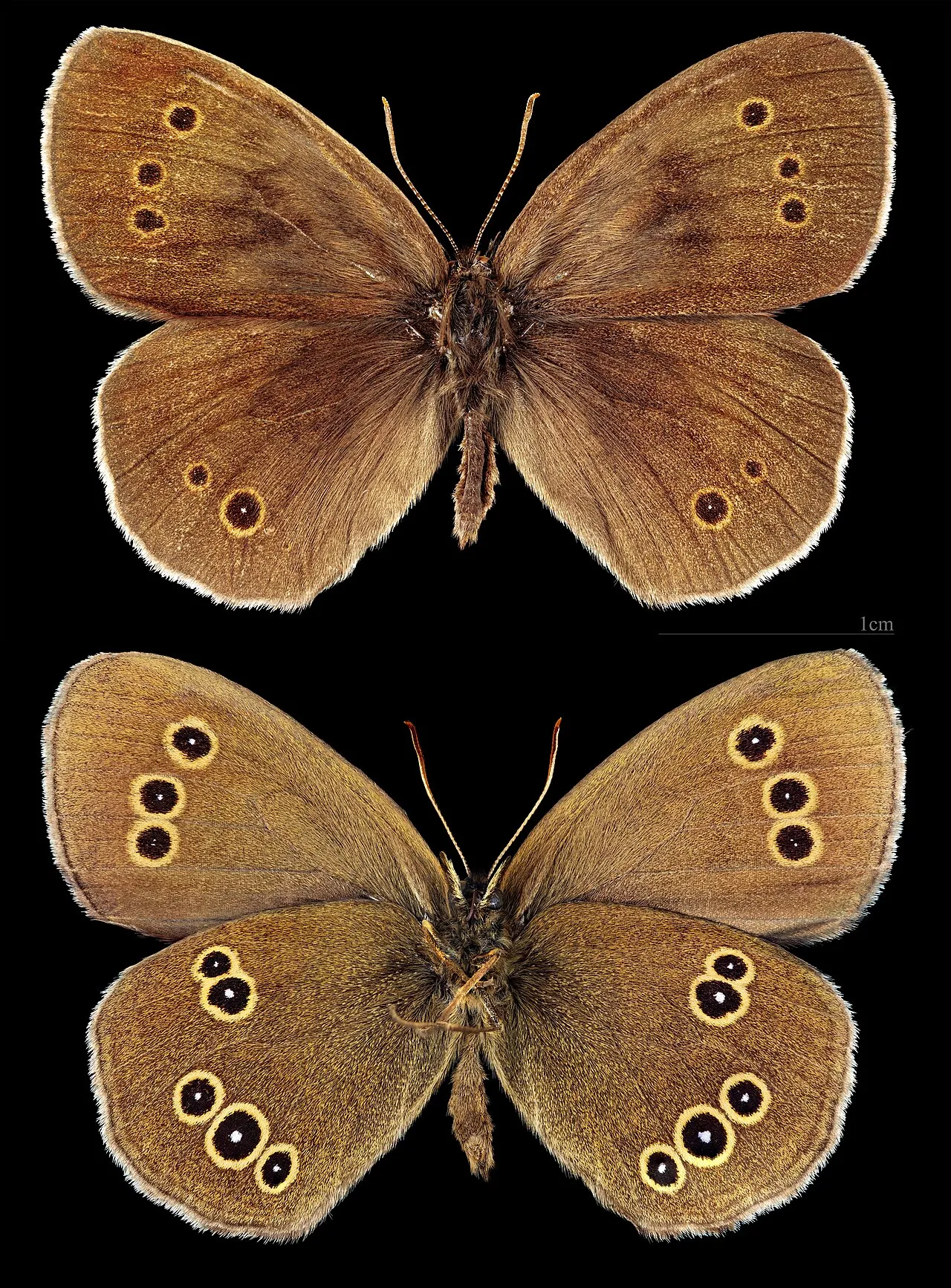 Ringlet (Aphantopus hyperantus), a species in the family Nymphalidae.