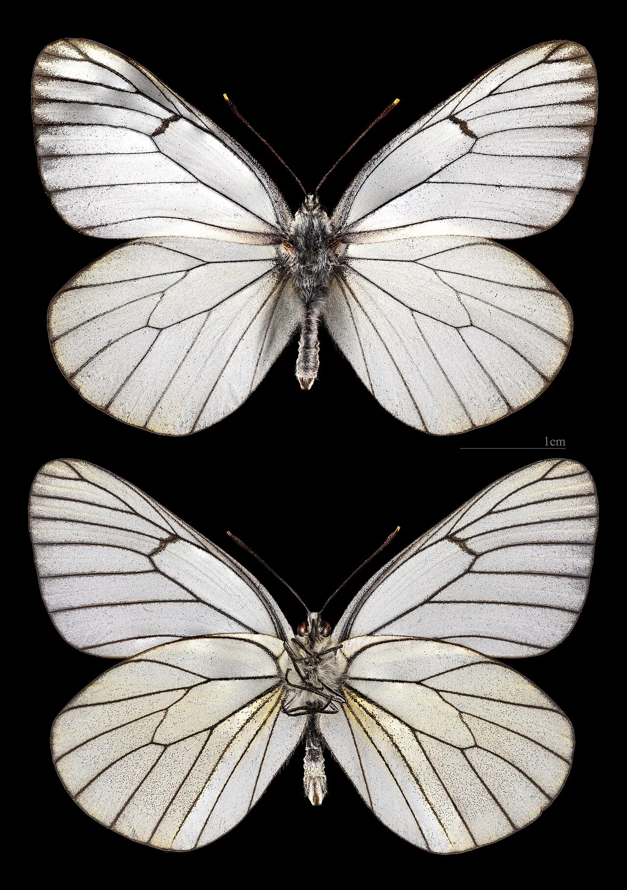 Black-veined White (Aporia crataegi), a species in the family Pieridae.