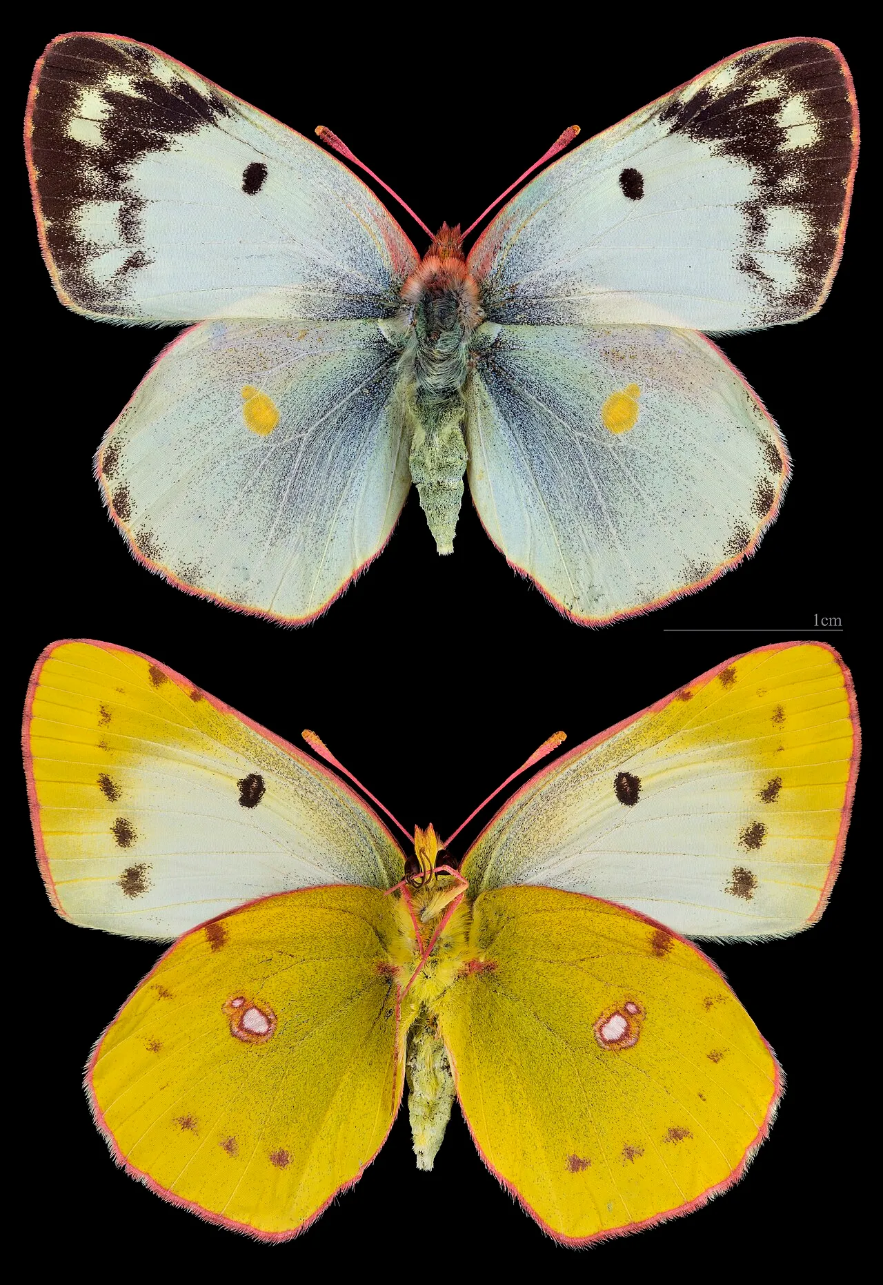 Bergers clouded yellow (Colias alfacariensis), a species in the family Pieridae.