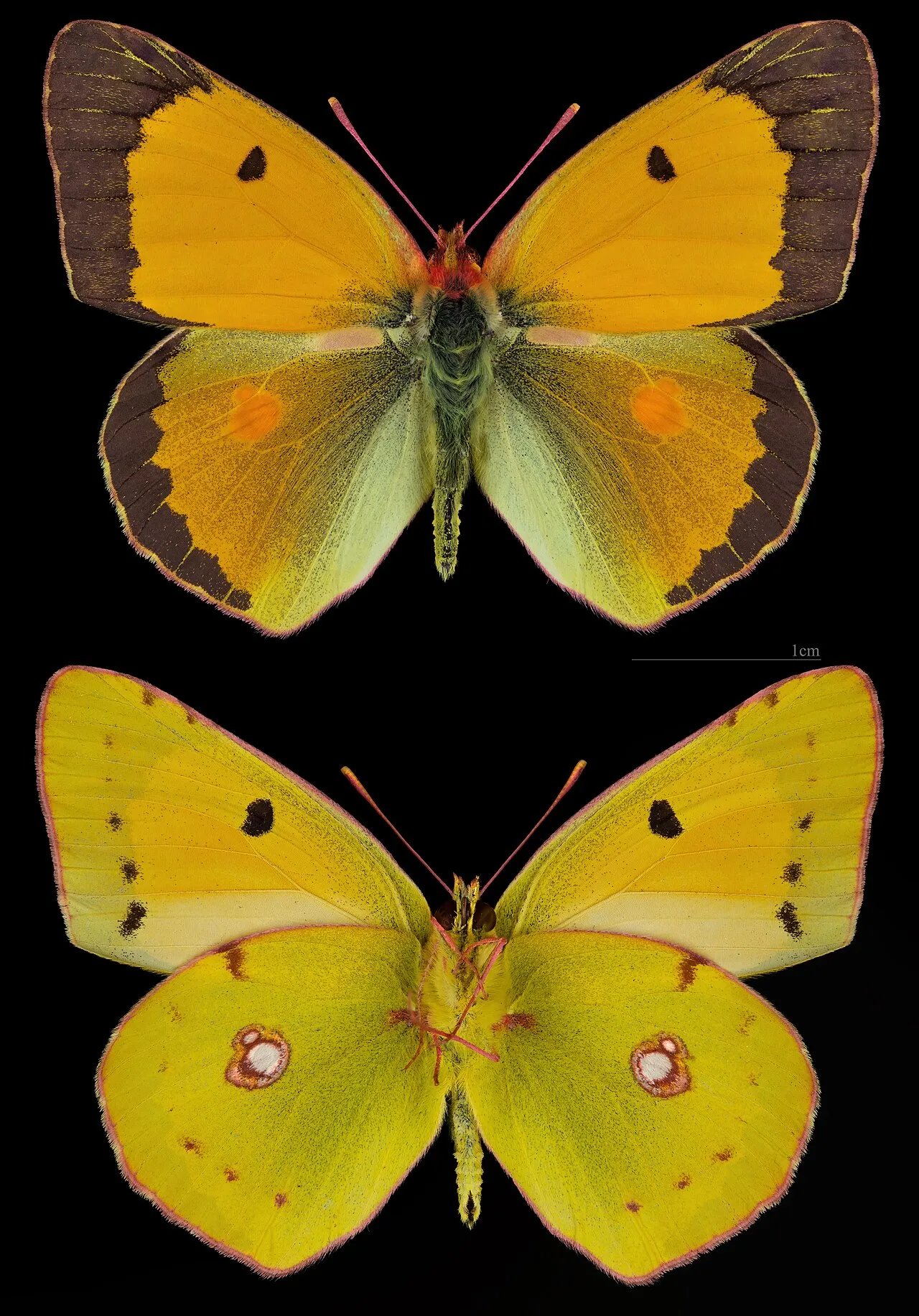 Clouded yellow (Colias croceus), a species in the family Pieridae.