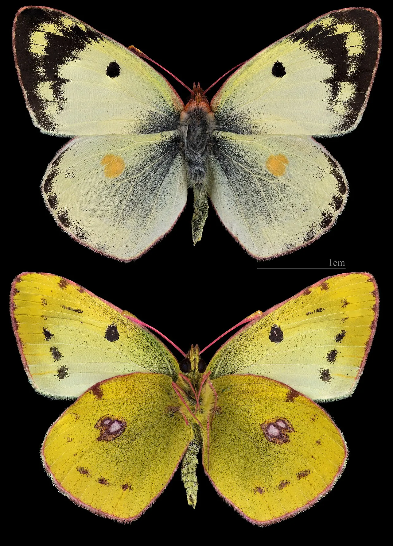 Pale cloudedyyellow (Colias hyale), a species in the family Pieridae.