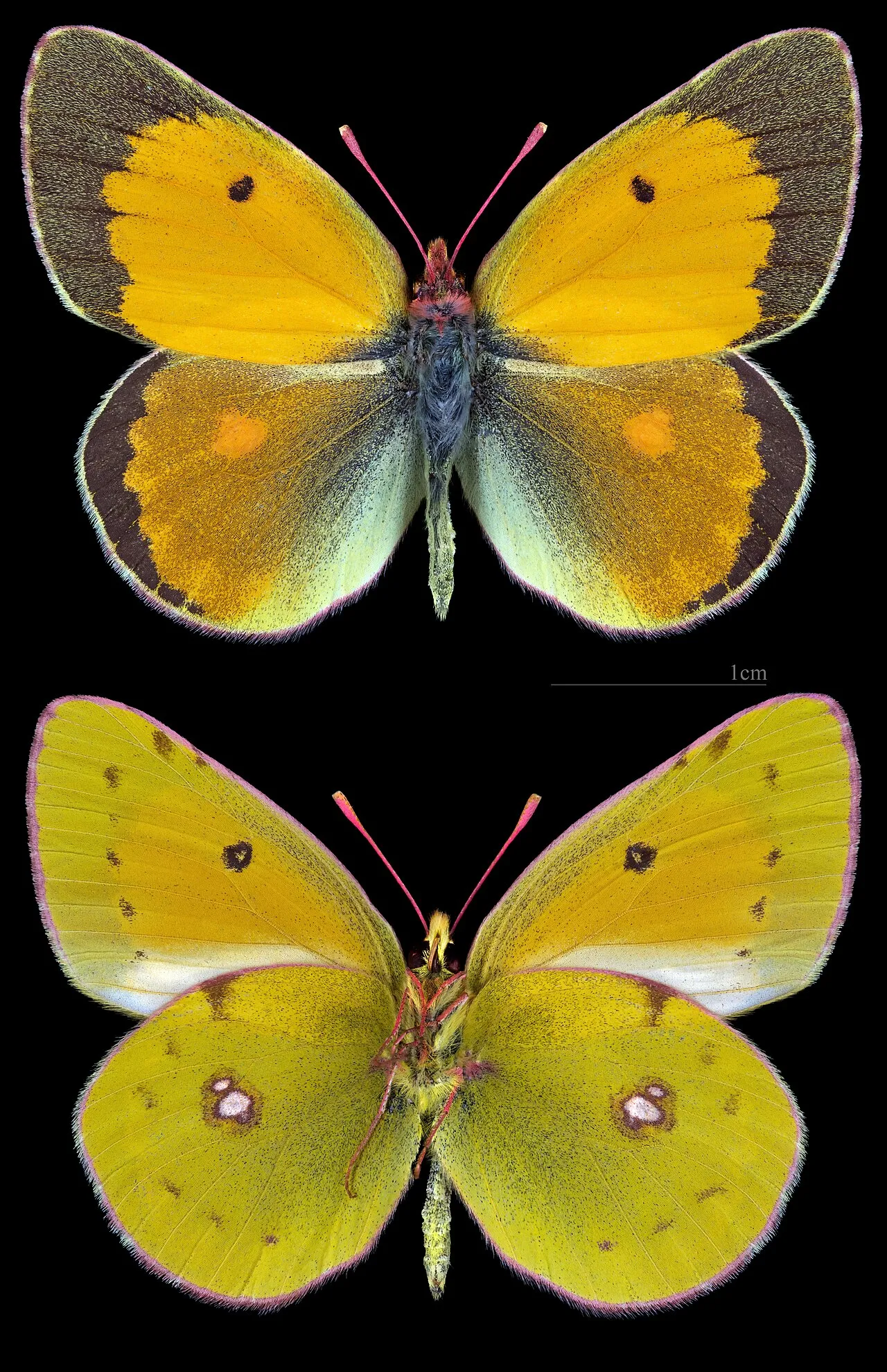 Danube clouded yellow (Colias myrmidone), a species in the family Pieridae.