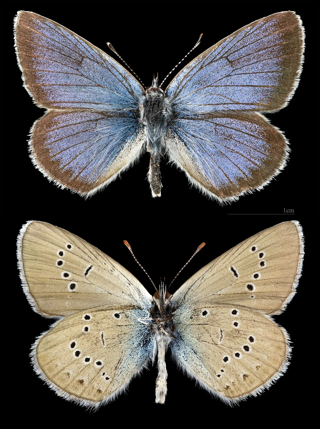 Mazarine blue (Cyaniris semiargus), a species in the family Lycaenidae.