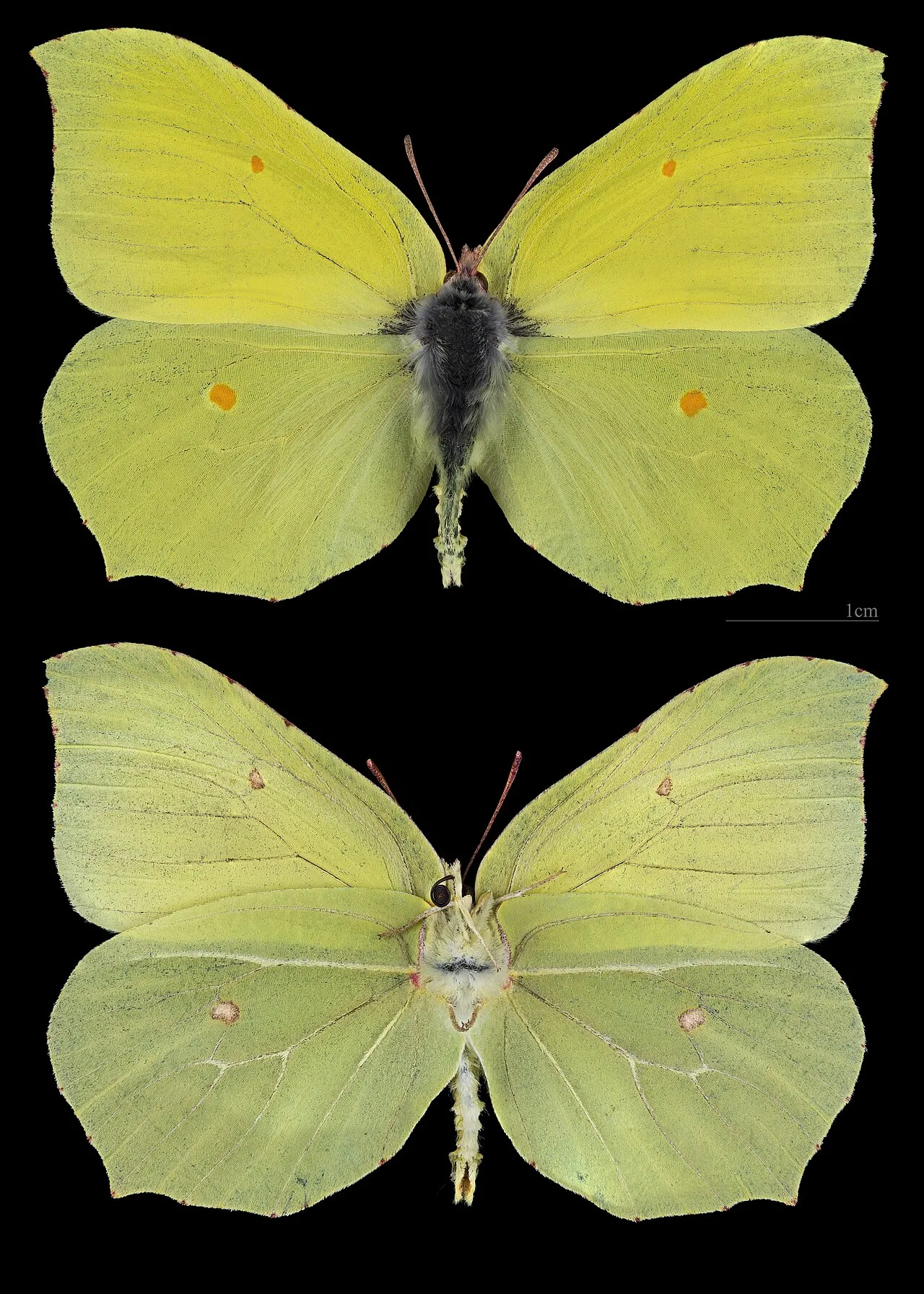 Common brimstone (Gonepteryx rhamni), a species in the family Pieridae.