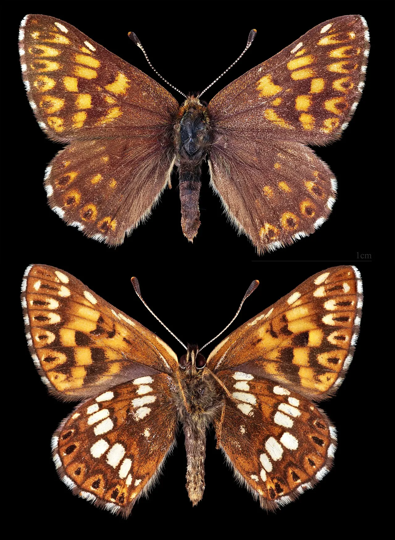 Duke of burgundy fritillary (Hamearis lucina), a species in the family Riodinidae.