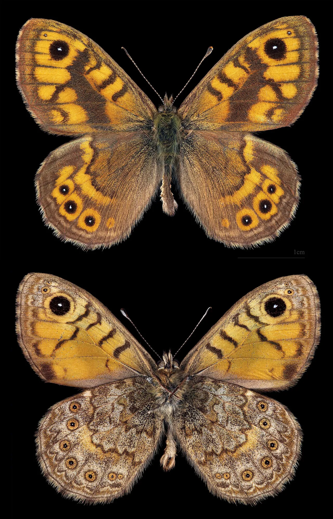 Wall brown (Lasiommata megera), a species in the family Nymphalidae.