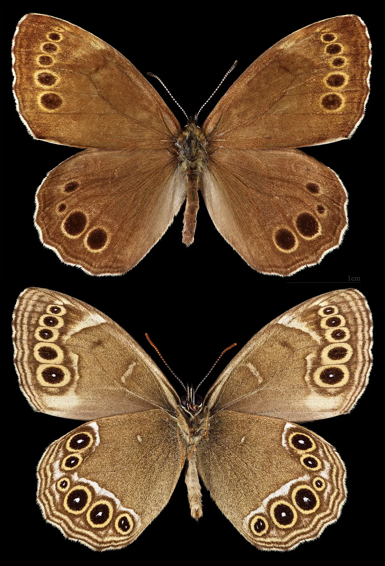 Woodland brown (Lopinga achine), a species in the family Nymphalidae.