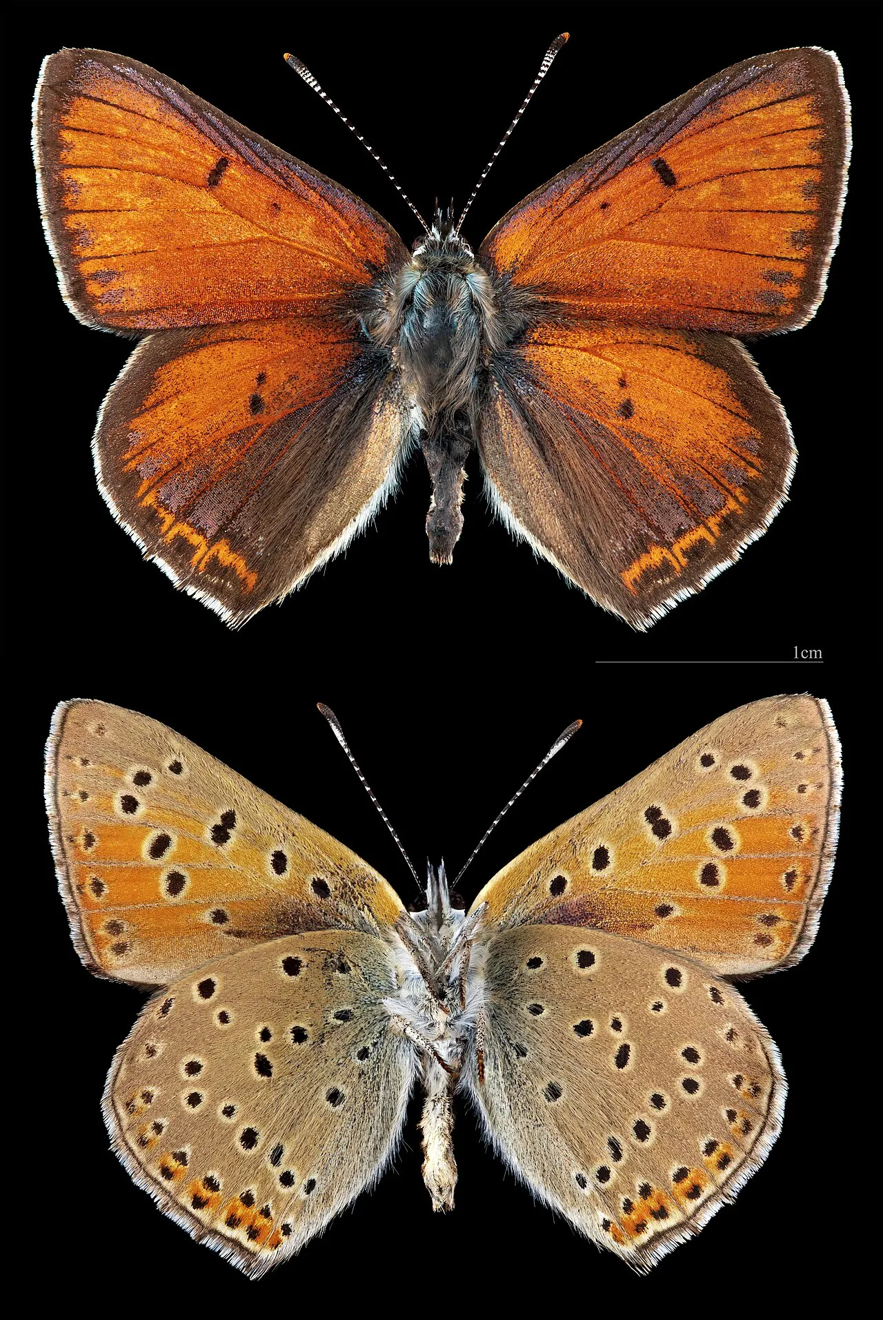 Purple-edged copper (Lycaena hippothoe), a species in the family Lycaenidae.