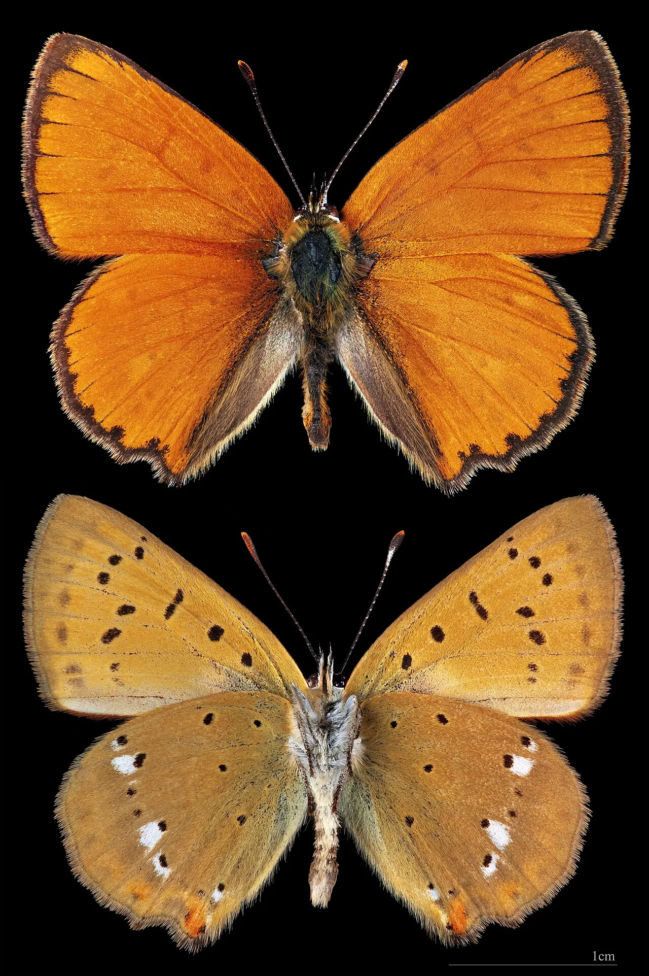 Scarce copper (Lycaena virgaureae), a species in the family Lycaenidae.