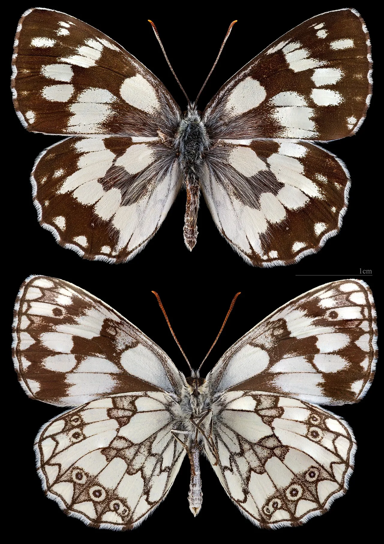 Marbled white (Melanargia galathea), a species in the family Nymphalidae.