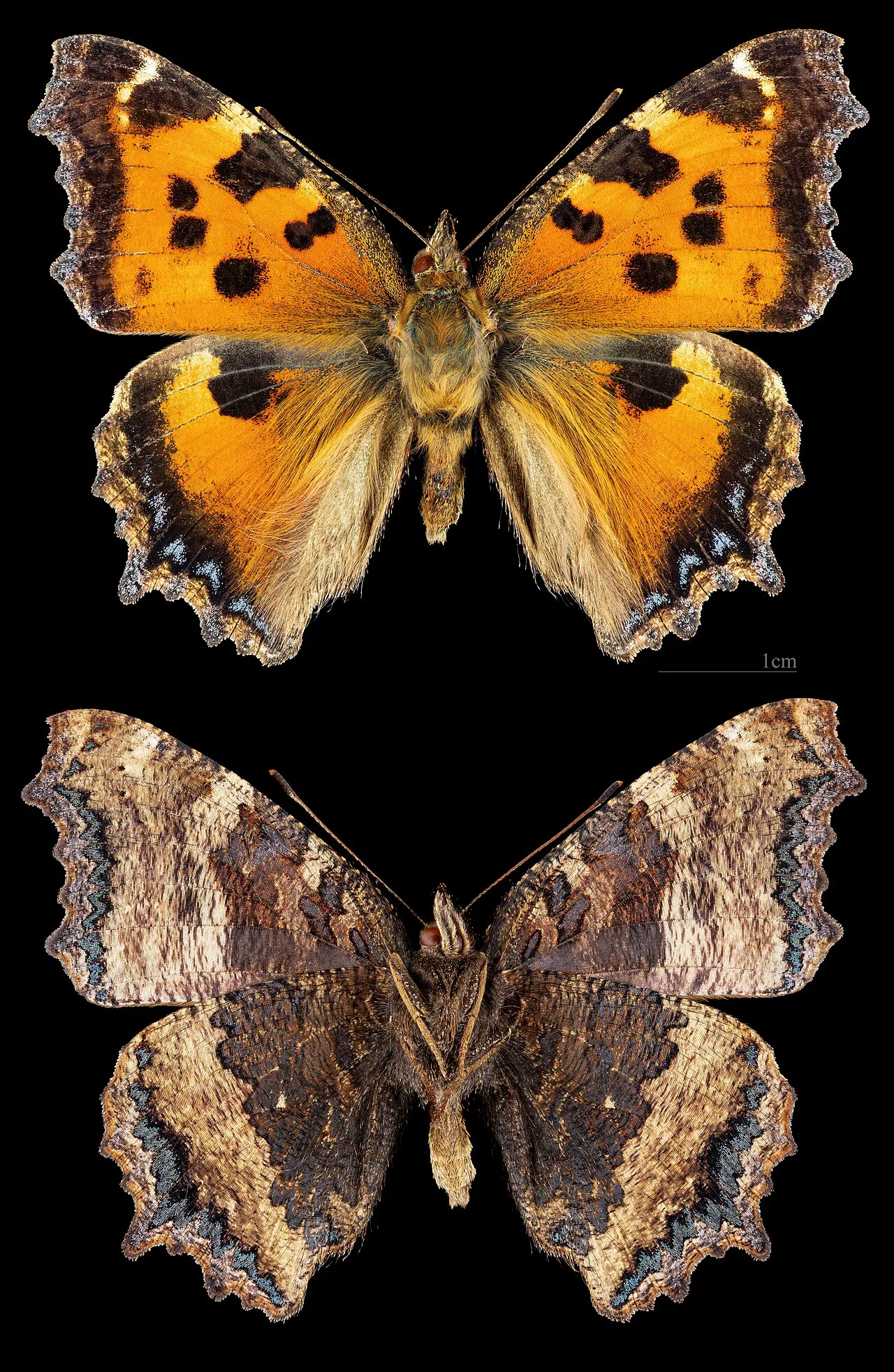 Scarce tortoiseshell (Nymphalis xanthomelas), a species in the family Nymphalidae.