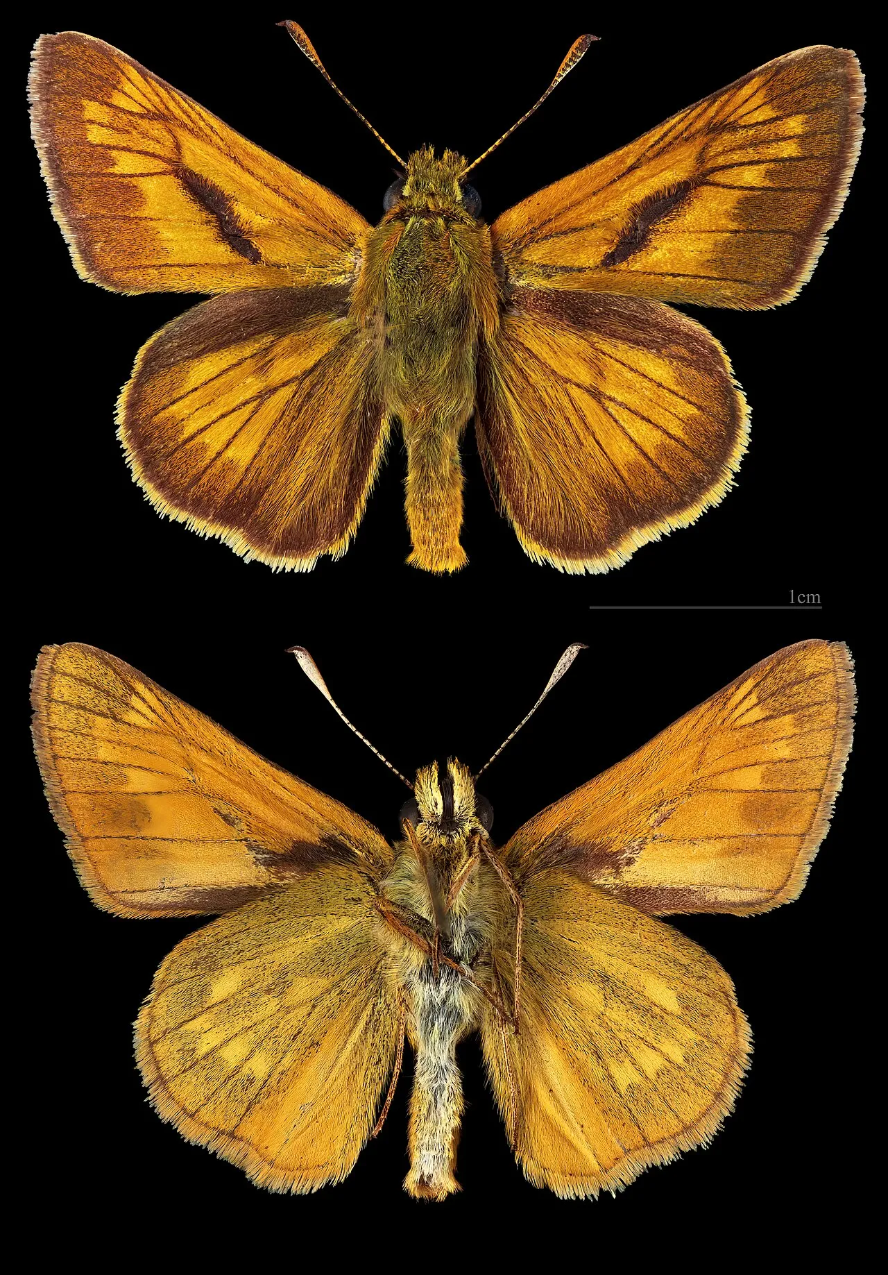 Large Skipper (Ochlodes sylvanus), a species in the family Hesperiidae.