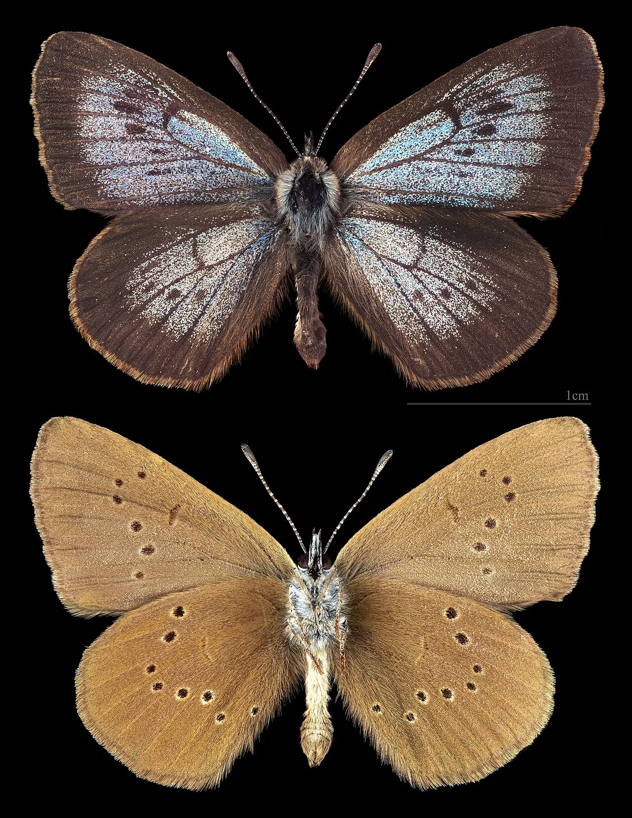 Dusky Large Blue (Phengaris nausithous), a species in the family Lycaenidae.
