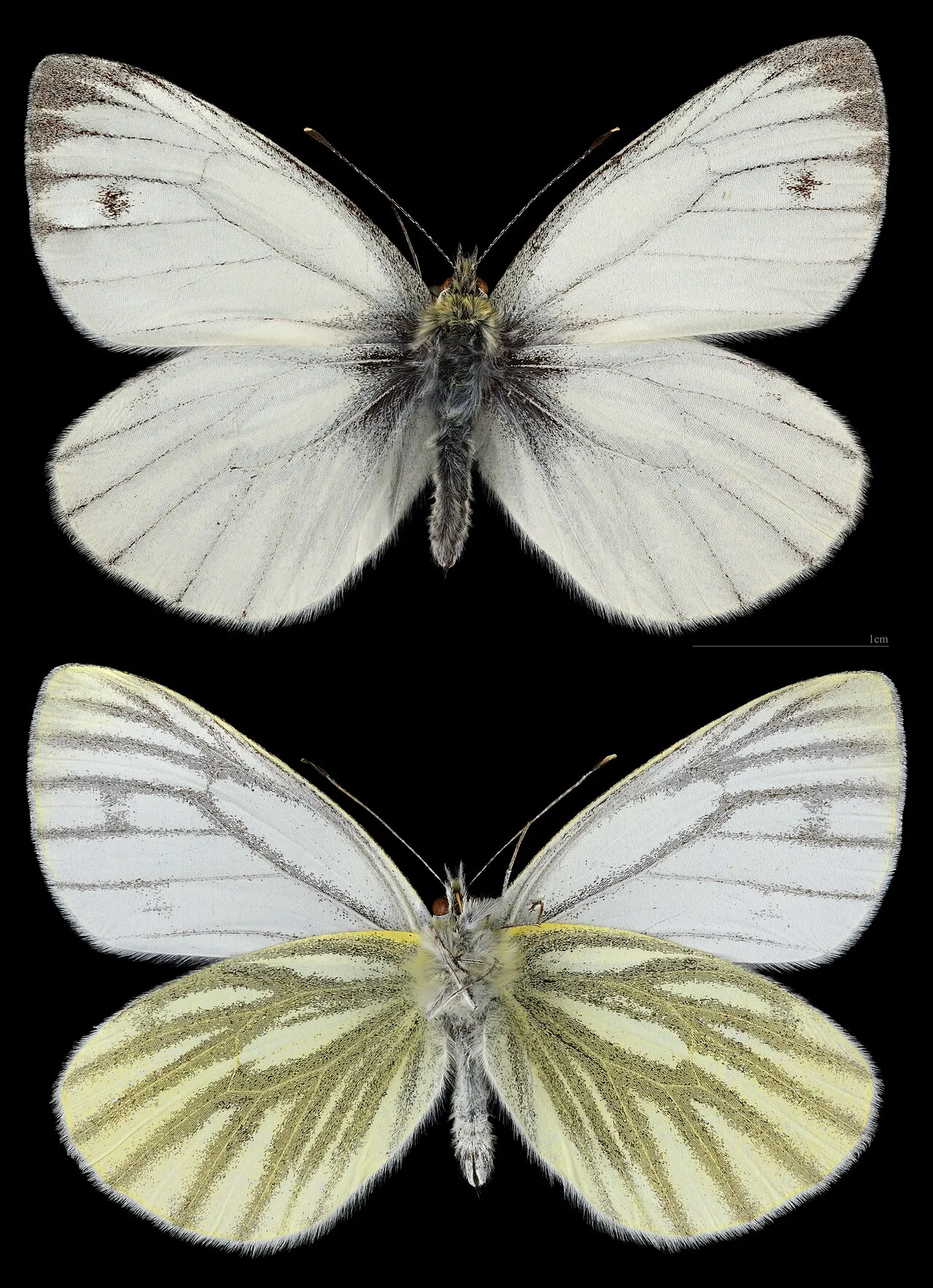 Green-veined white (Pieris napi), a species in the family Pieridae.