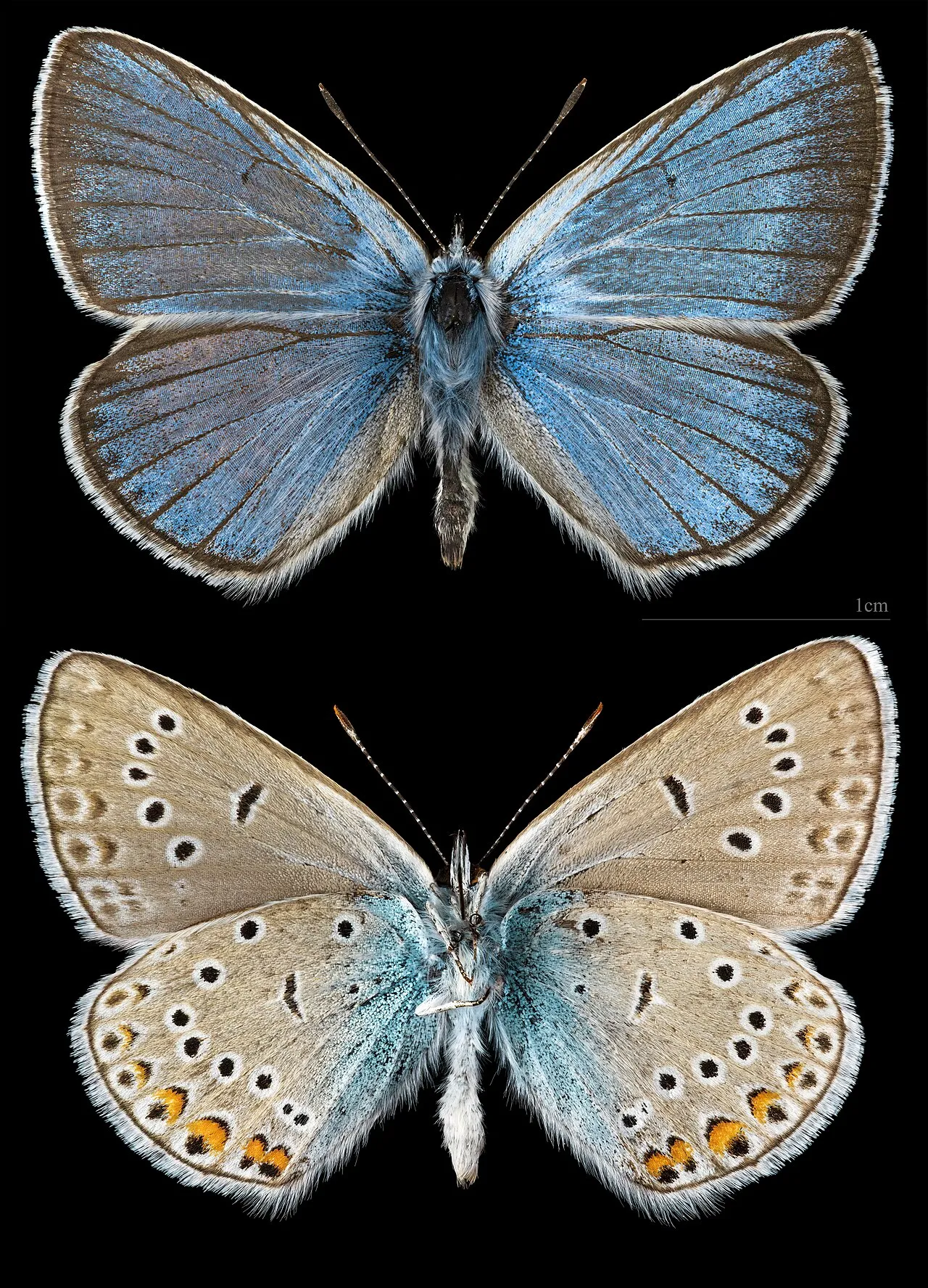 Amanda's blue (Polyommatus amandus), a species in the family Lycaenidae.