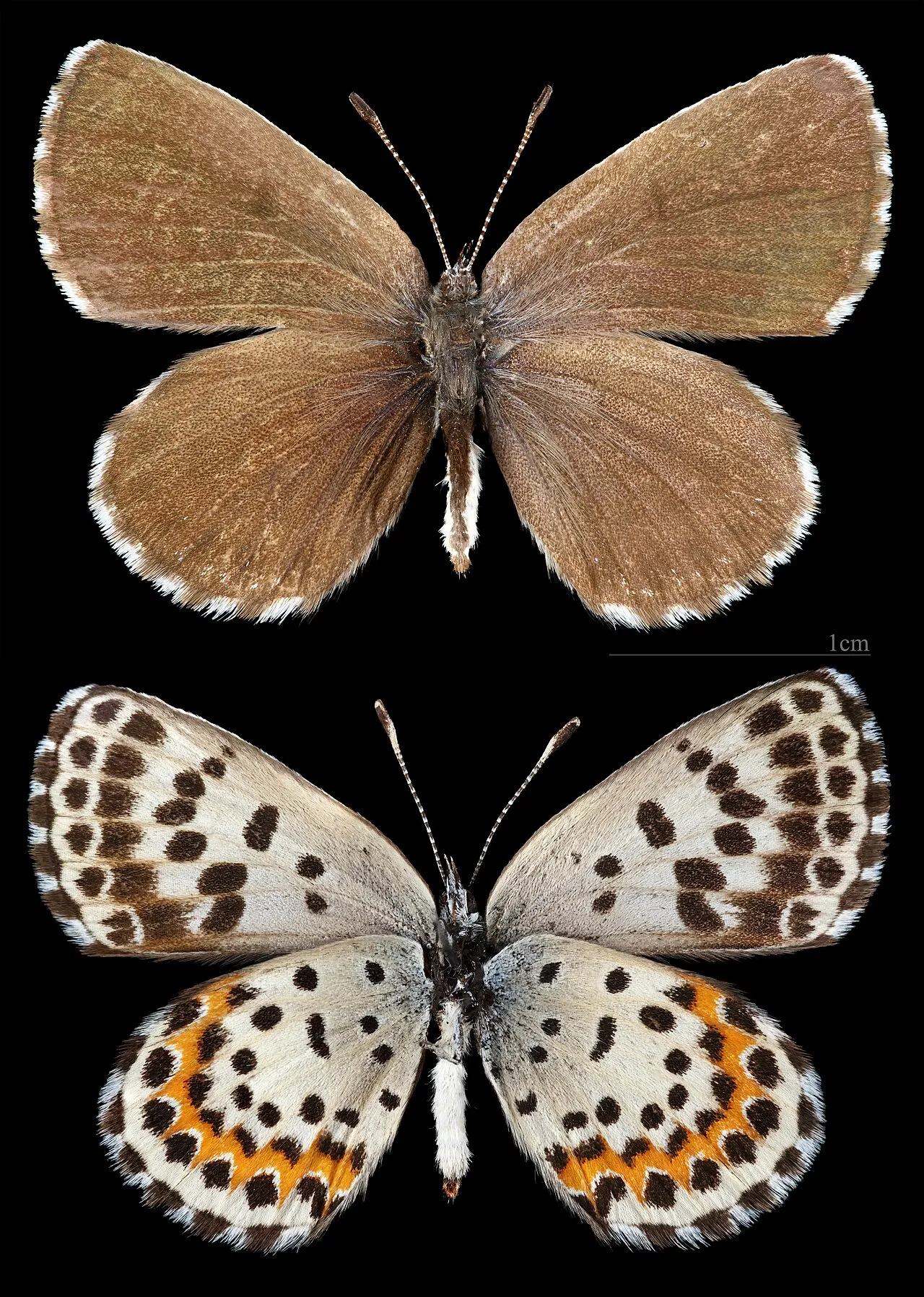 Chequered blue (Scolitantides orion), a species in the family Lycaenidae.
