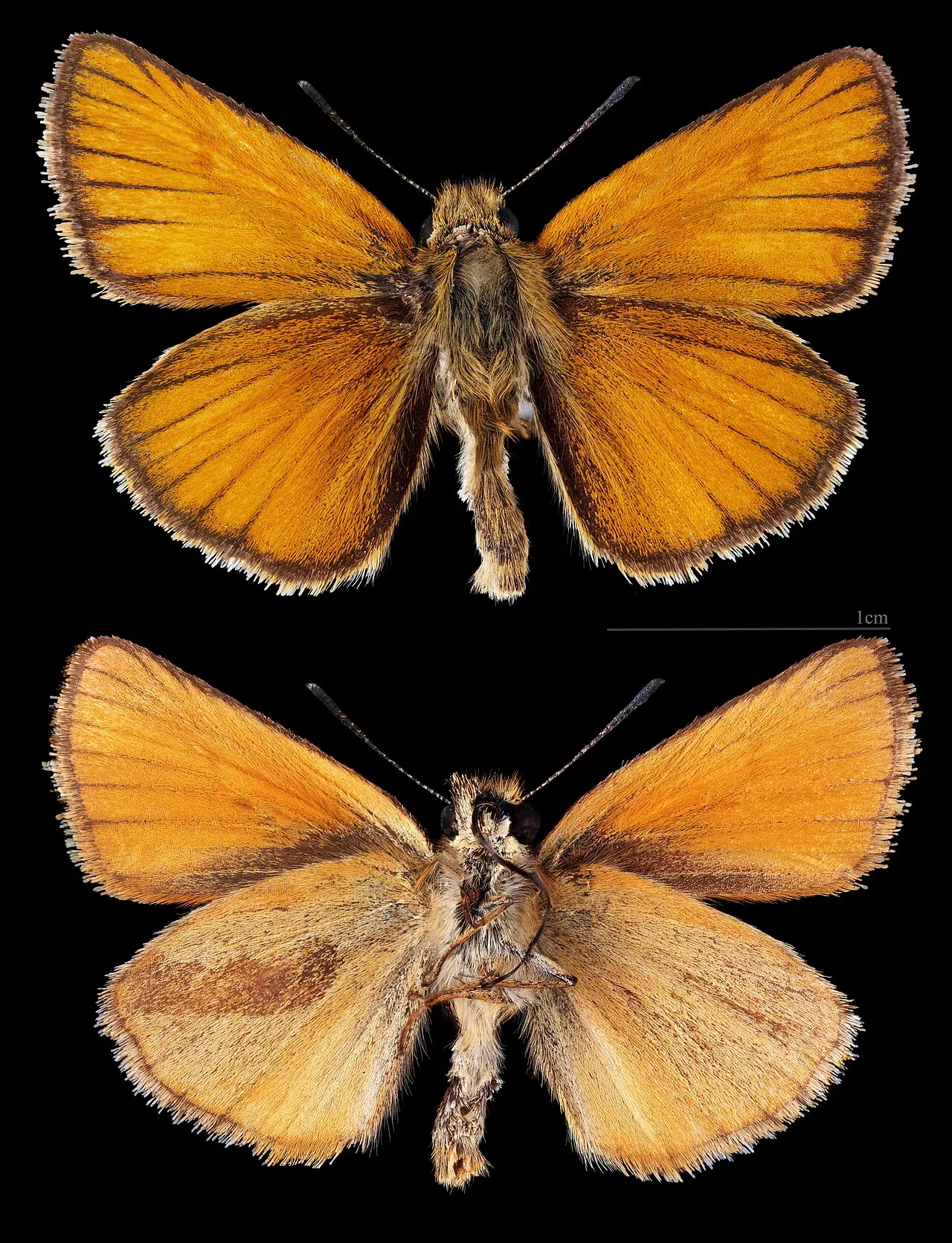 Essex skipper (Thymelicus lineola), a species in the family Hesperiidae.