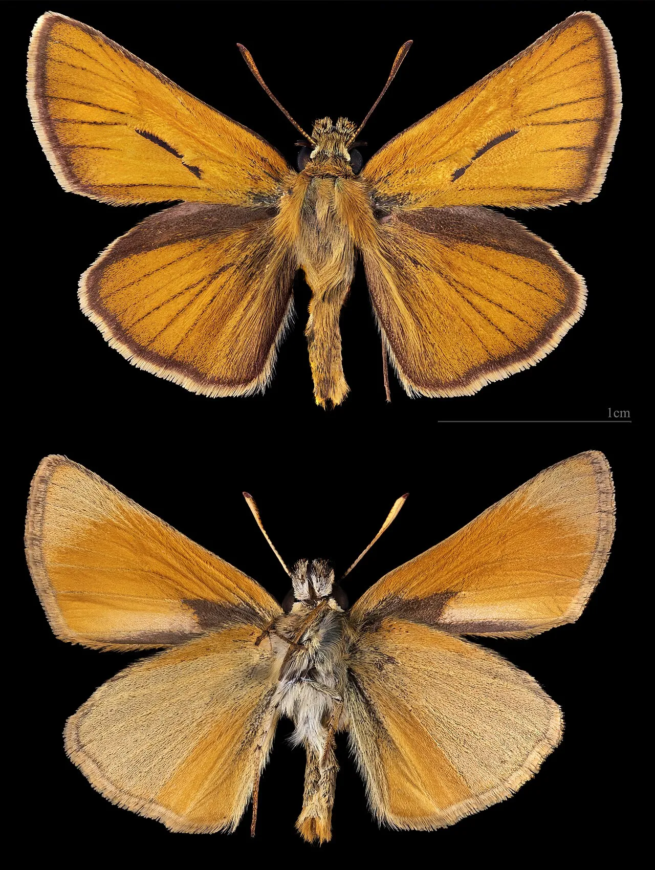 Small skipper (Thymelicus sylvestris), a species in the family Hesperiidae.
