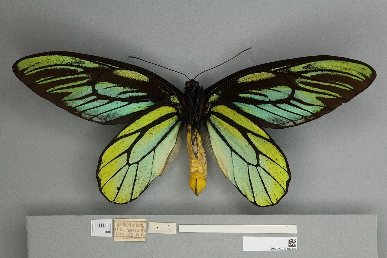Queen Alexandra's Birdwing (Ornithoptera alexandrae), a species in the family Papilionidae.