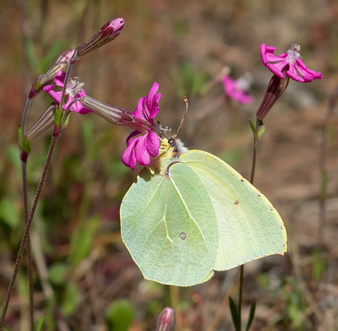 A yellow-orange male Cleopatra butterfly resting on a pink flower in Attica, Greece.