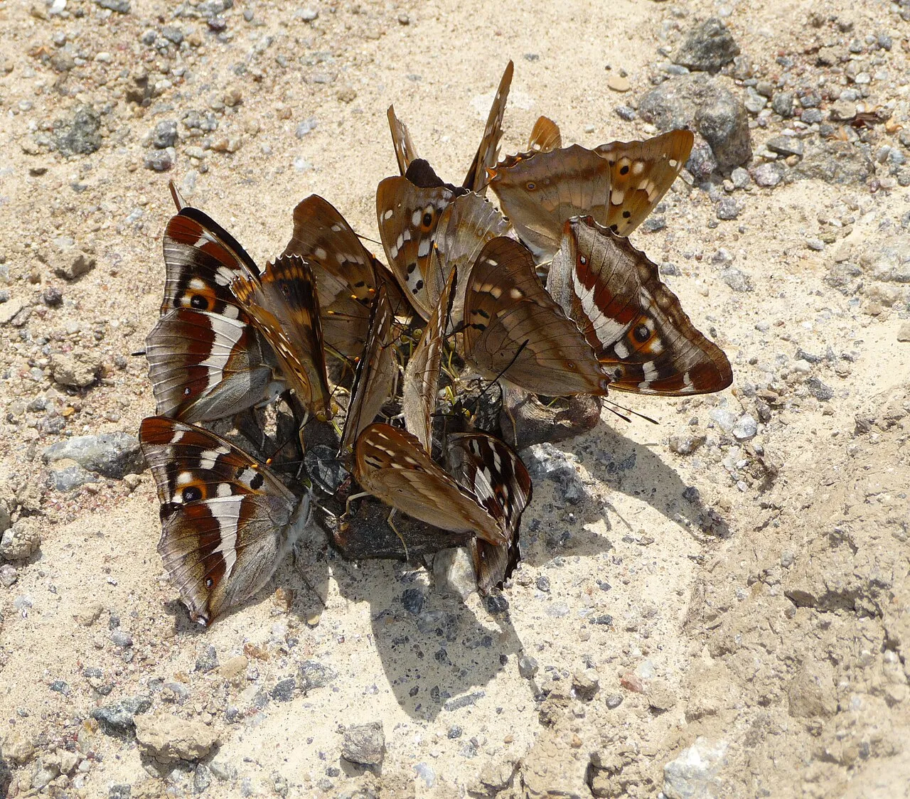 A group of purple emperors and lesser purple emperors feeding on a dead frog in Ukraine.