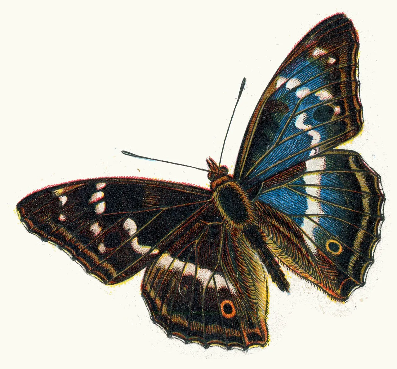 A male purple emperor butterfly seen from above, showing the iridescent blue-purple sheen on its dark wings.