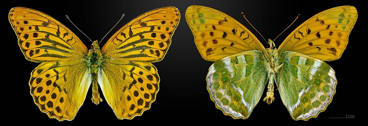 Silver-washed fritillary (Argynnis paphia), a species in the family Nymphalidae.