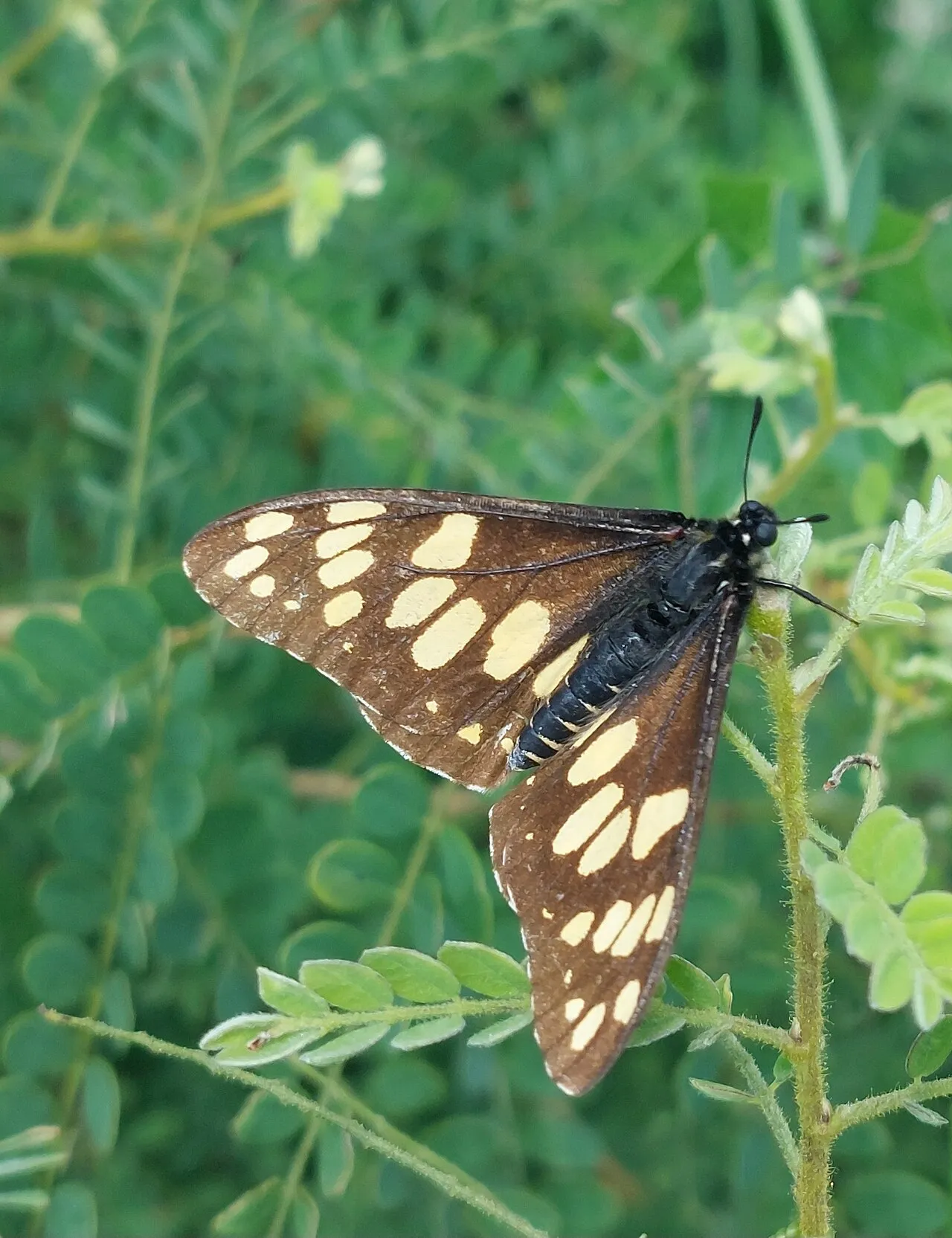A live Short-horned Baronia butterfly at rest, photographed in Mexico.
