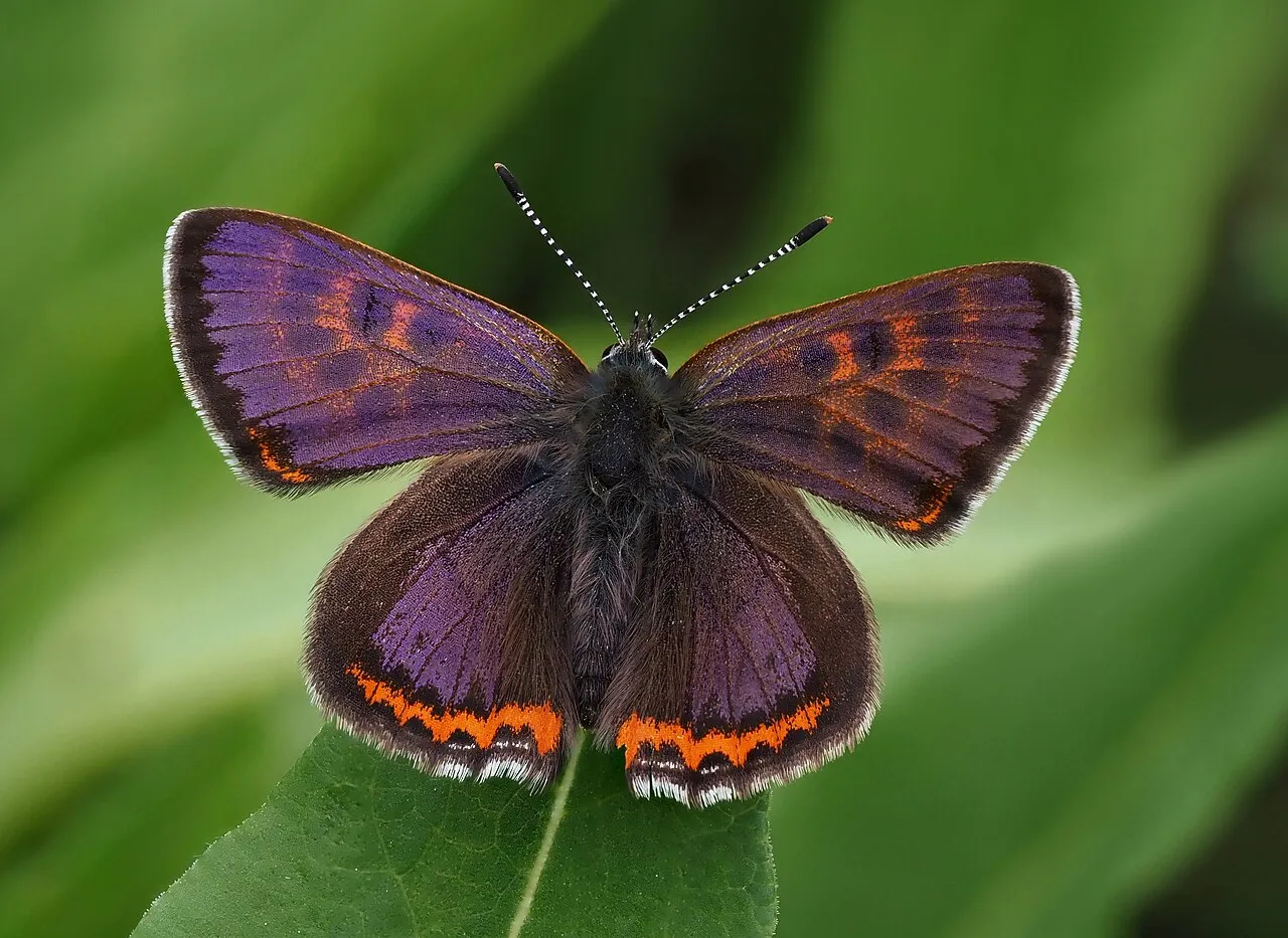 Lycaena helle, a species in the family Lycaenidae.