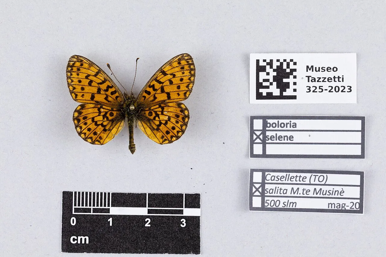 Small pearl-bordered fritillary (Boloria selene), a species in the family Nymphalidae.