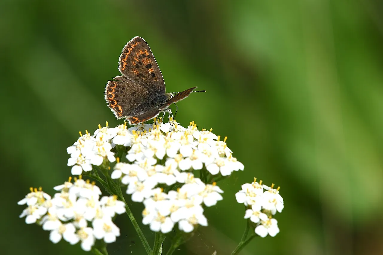 A sooty copper butterfly resting on a meadow plant near Bad Schmiedeberg, Germany.
