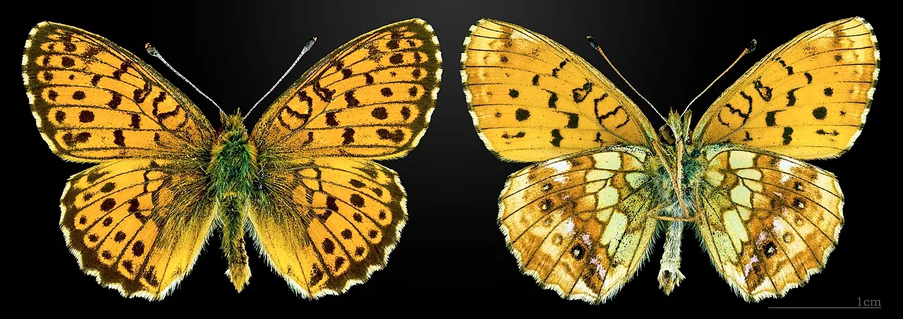 Lesser Marbled Fritillary (Brenthis ino), a species in the family Nymphalidae.