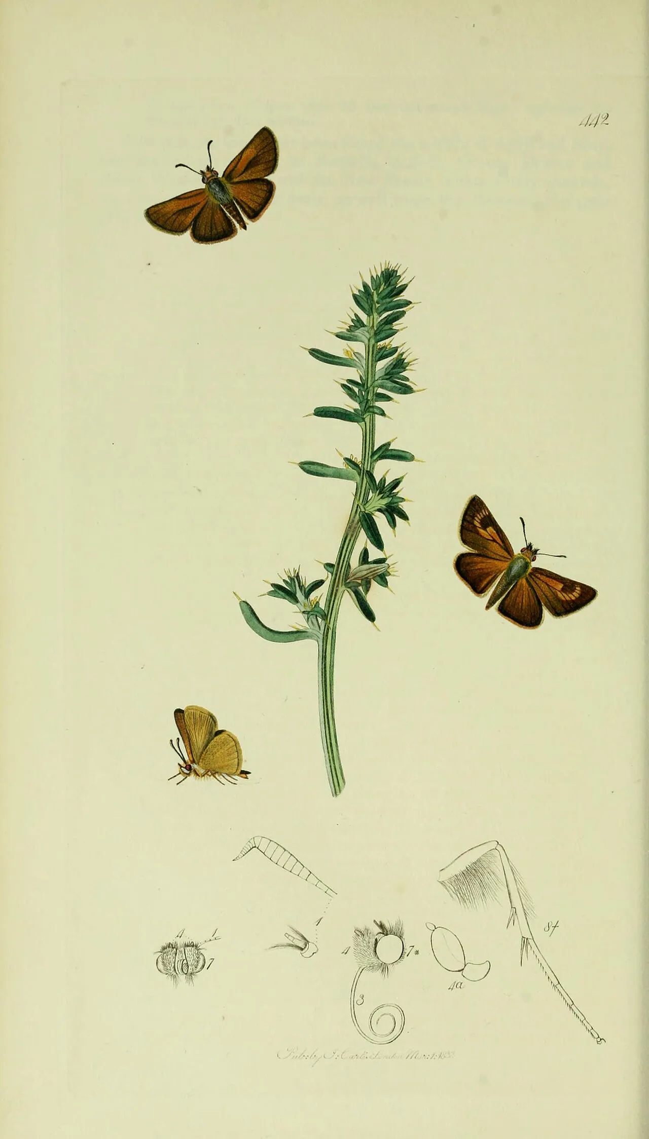 A 19th-century hand-coloured engraving of the Lulworth skipper (Thymelicus acteon) from John Curtis's British Entomology, shown with the plant Salsola kali.