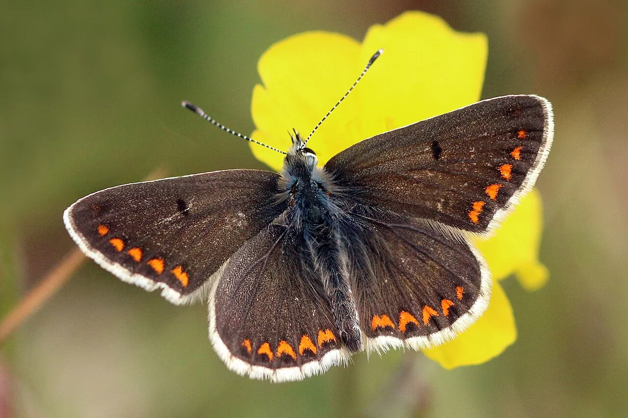 Brown argus (Aricia agestis), a species in the family Lycaenidae.