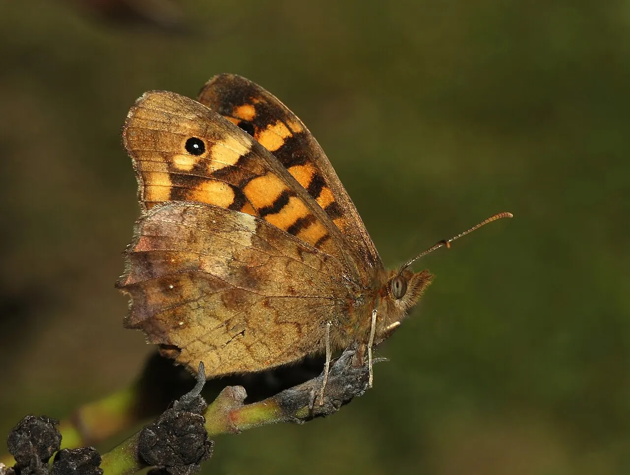 Speckled wood (Pararge aegeria), a species in the family Nymphalidae.