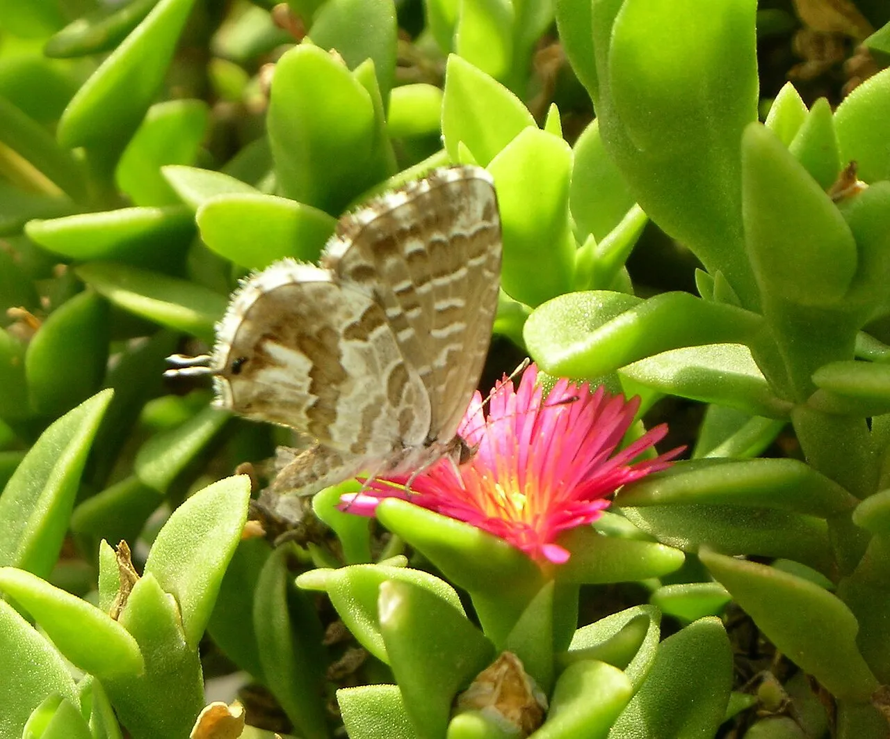Geranium bronze (Cacyreus marshalli), a species in the family Lycaenidae.