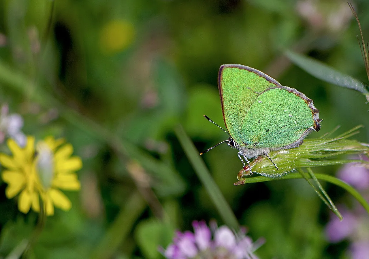 Green Hairstreak (Callophrys rubi), a species in the family Lycaenidae.