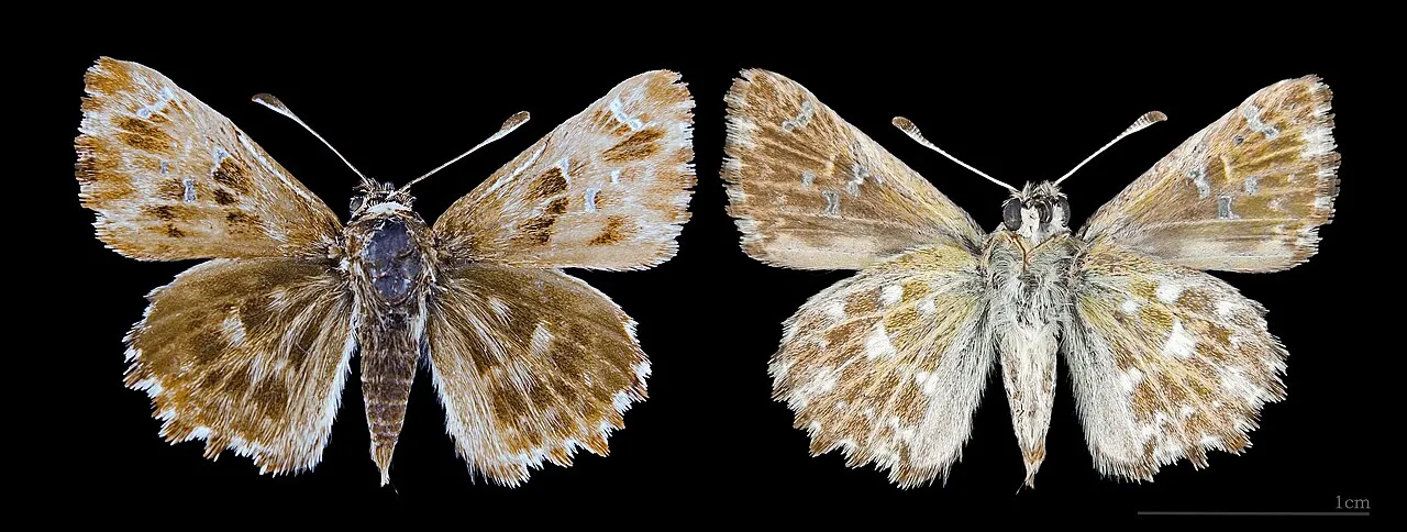 Mallow skipper (Carcharodus alceae), a species in the family Hesperiidae.