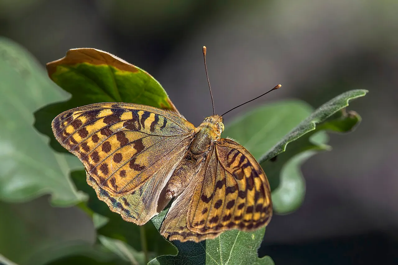 Cardinal (Argynnis pandora), a species in the family Nymphalidae.