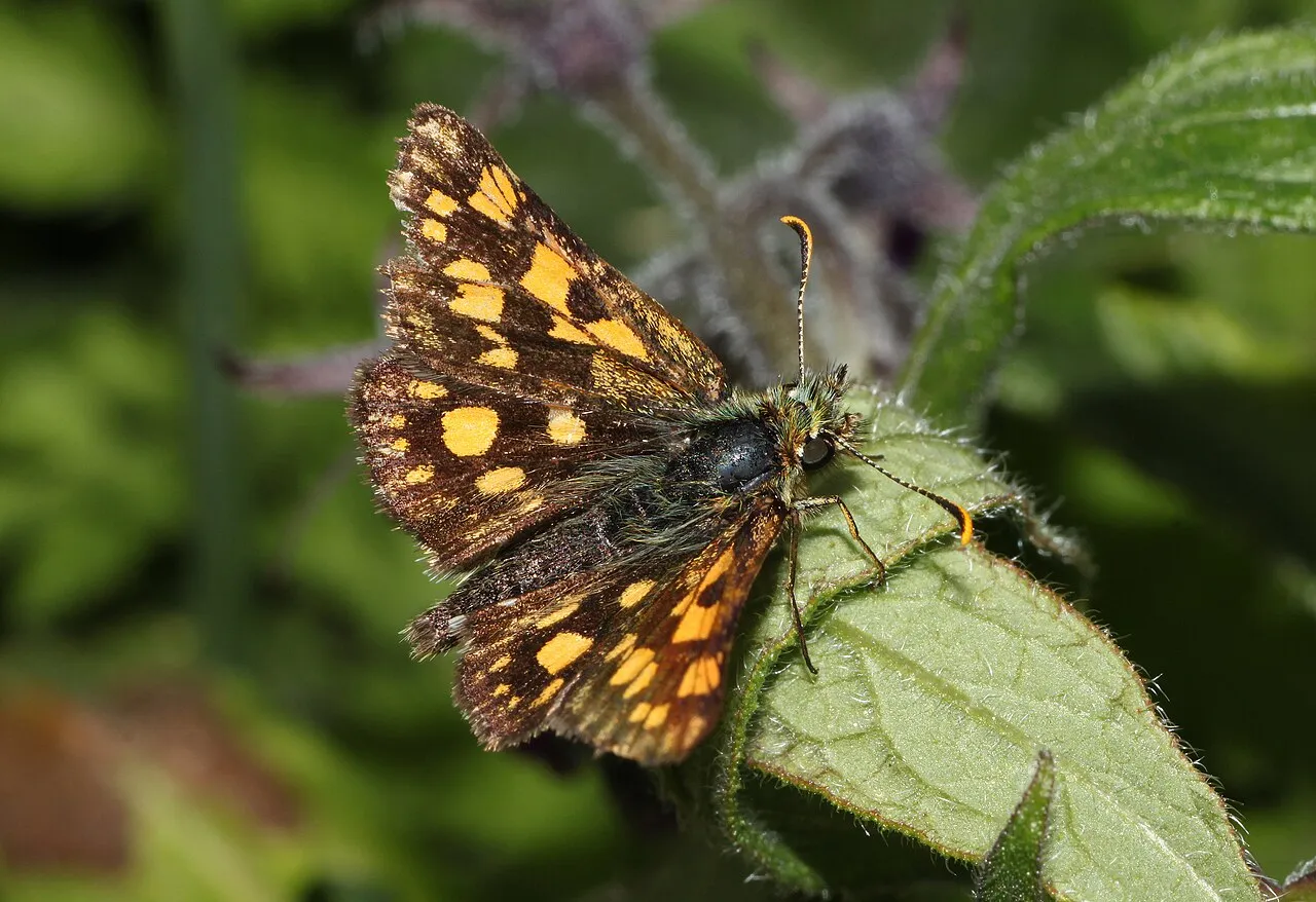 Chequered skipper (Carterocephalus palaemon), a species in the family Hesperiidae.