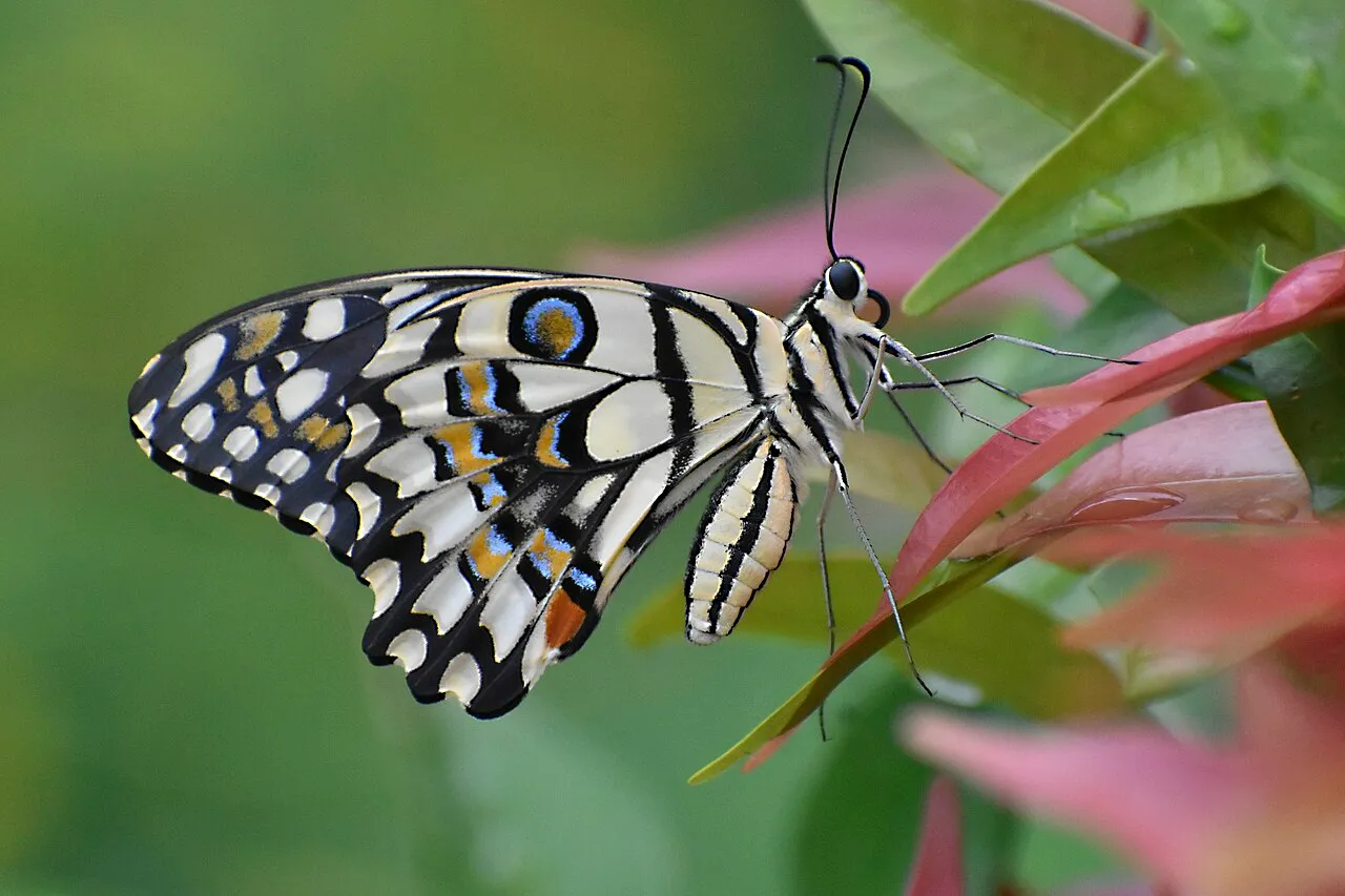 Lime butterfly (Papilio demoleus), a species in the family Papilionidae.