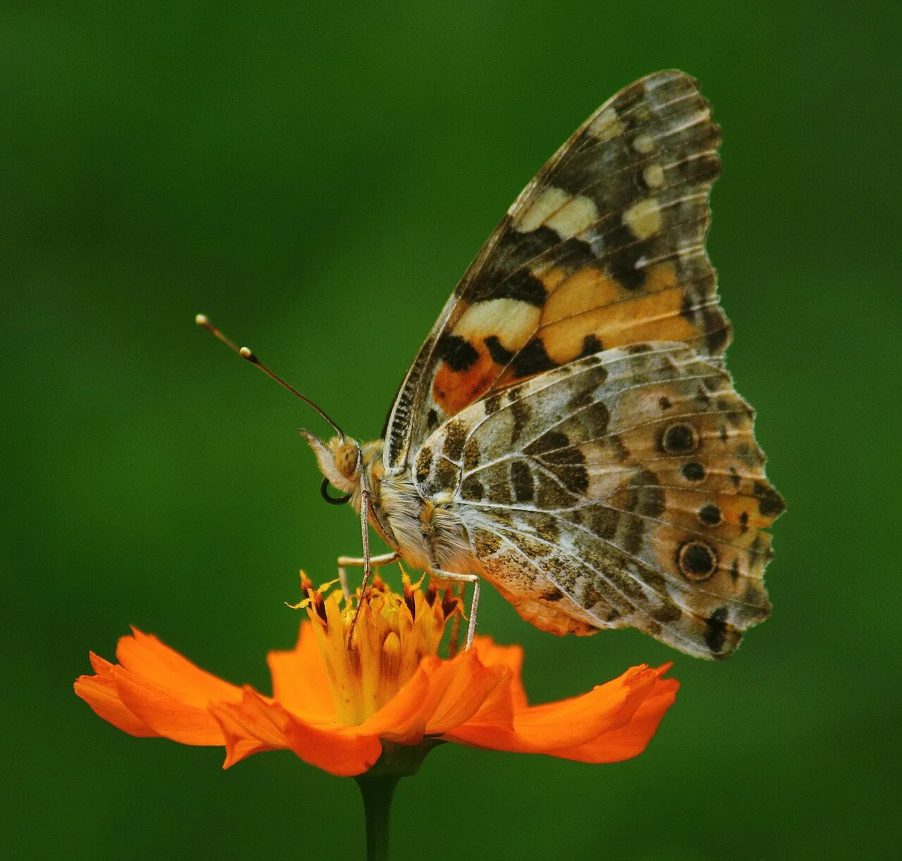 Painted Lady (Vanessa cardui), a species in the family Nymphalidae.