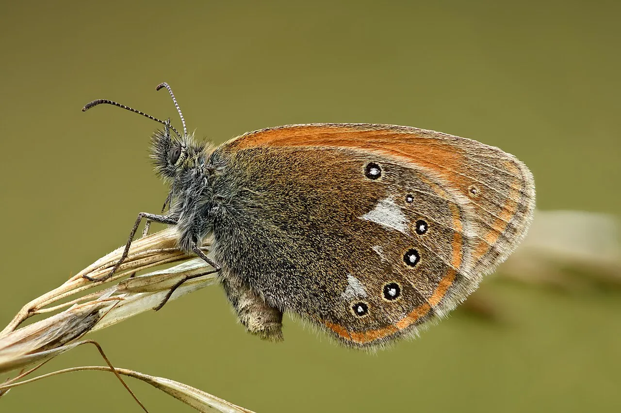 Chestnut heath (Coenonympha glycerion), a species in the family Nymphalidae.