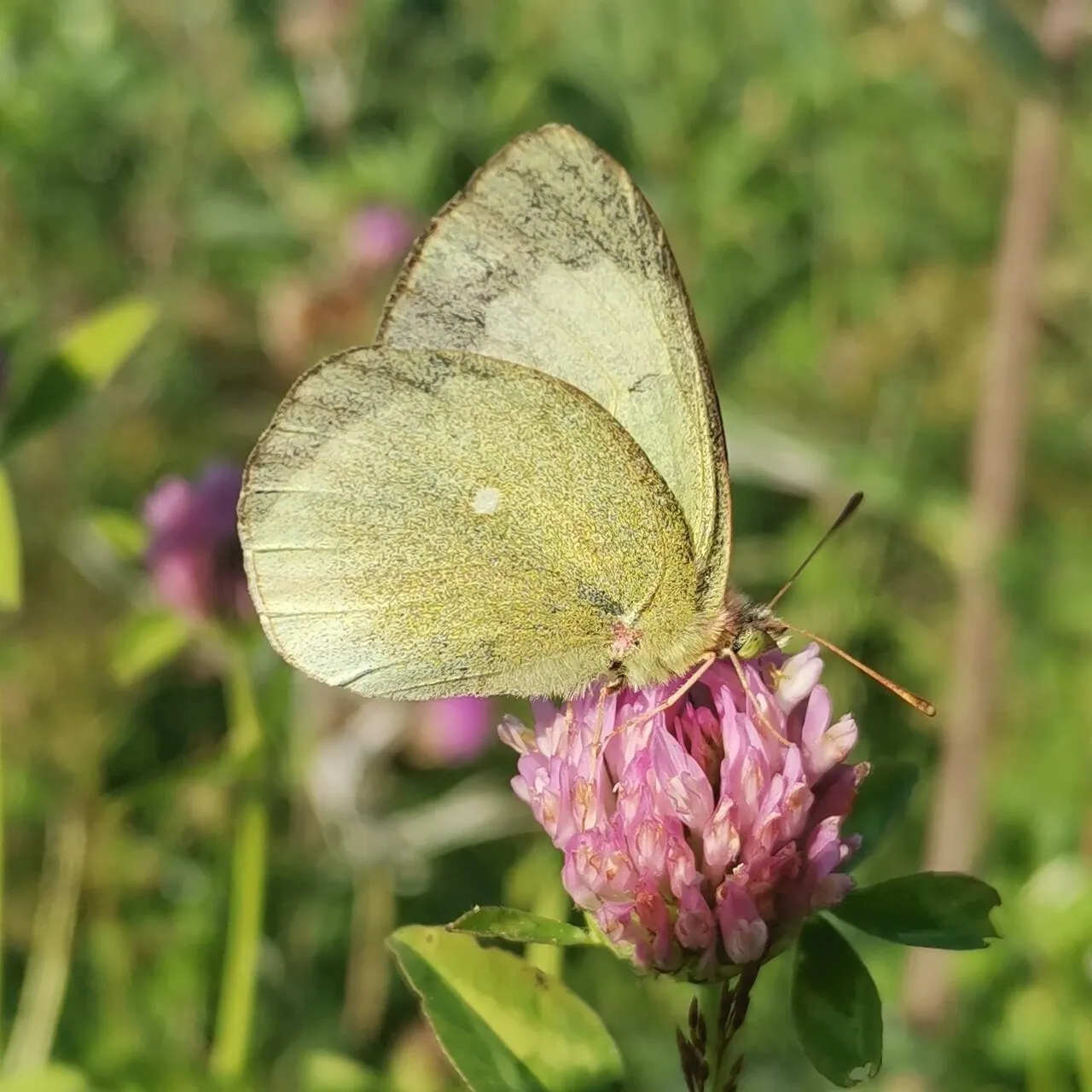A moorland clouded yellow butterfly resting on a clover flower in Finland.