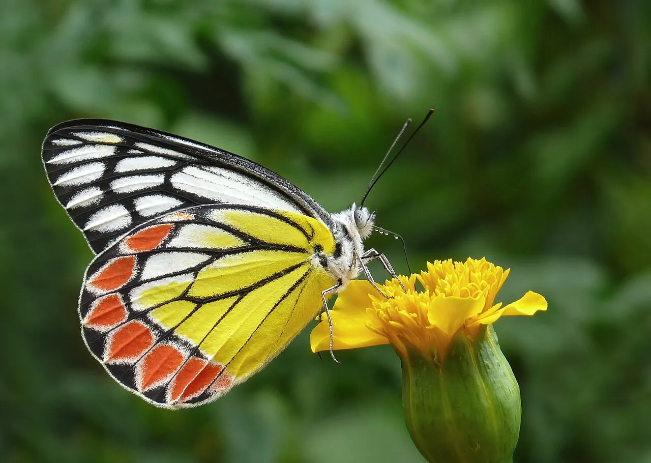 A Common Jezebel butterfly resting with closed wings on a yellow flower, showing the orange, yellow and black underside pattern.