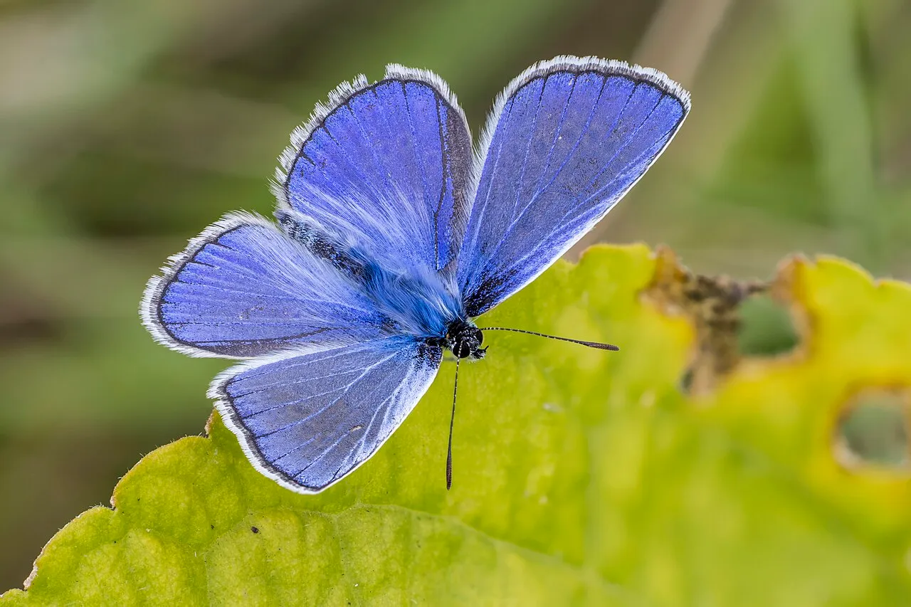 Common blue (Polyommatus icarus), a species in the family Lycaenidae.
