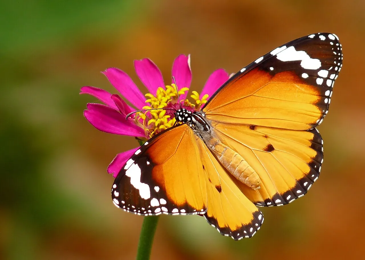 Plain tiger (Danaus chrysippus), a species in the family Nymphalidae.