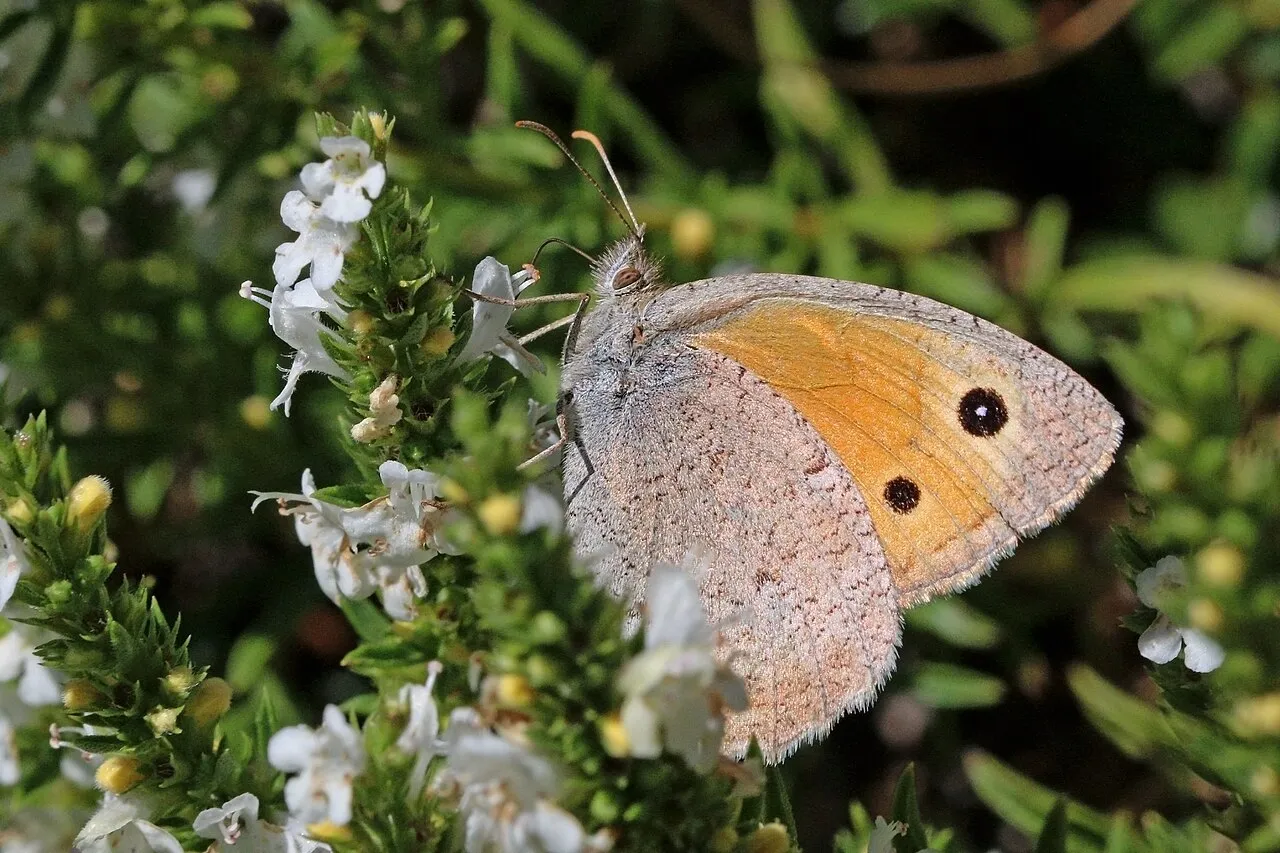 A female dusky meadow brown resting with closed wings, showing the speckled brown underside pattern, photographed in Macedonia.