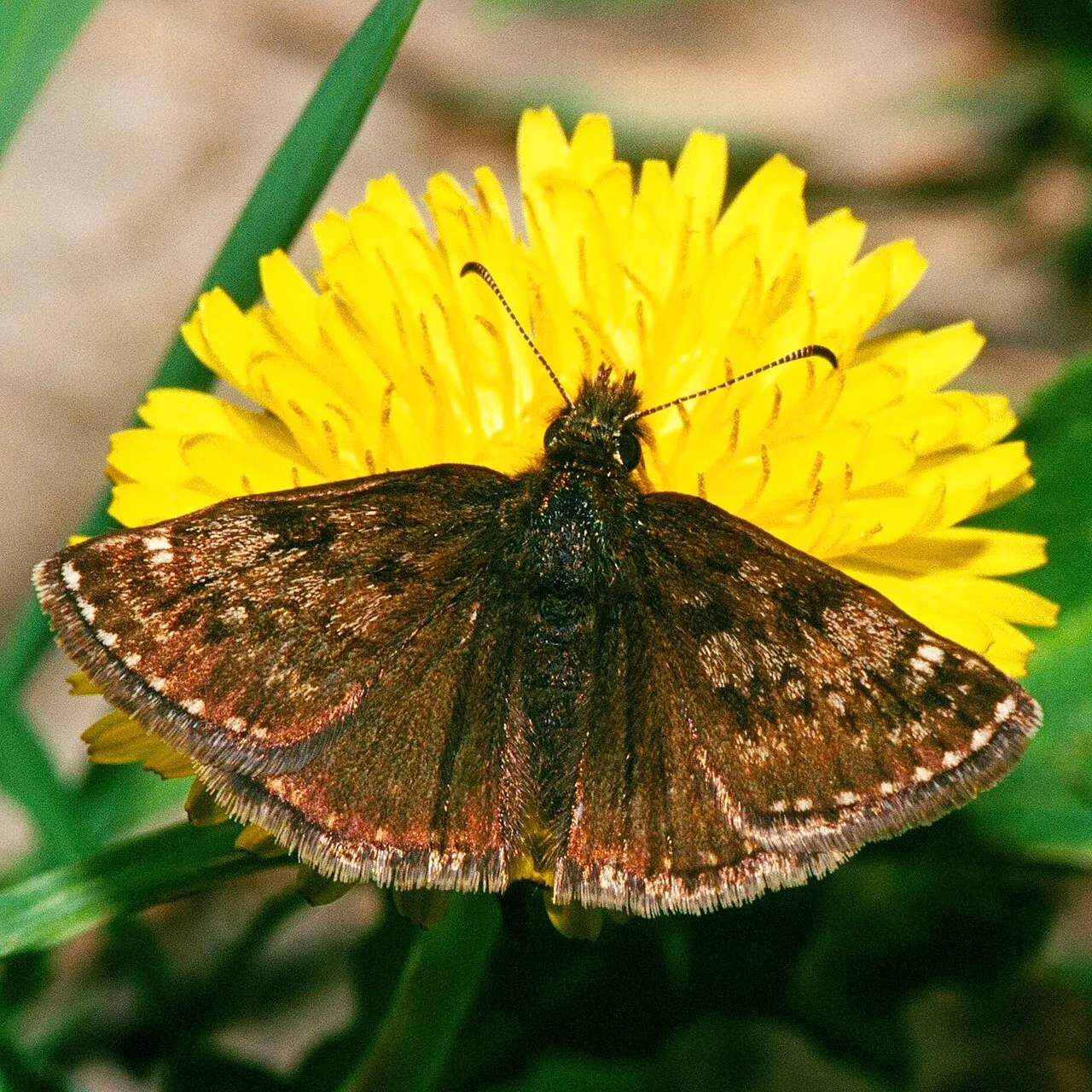 Dingy skipper (Erynnis tages), a species in the family Hesperiidae.